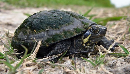 Mississippi Mud Turtle [Species Overview] - All Turtles