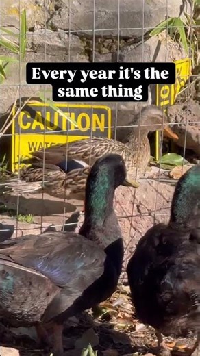 All my male ducks are complete jerks right now!