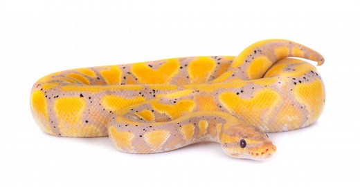 Banana Ball Python