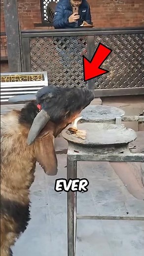 Why is this goat burning itself in the fire? #facts #animals #wildlife