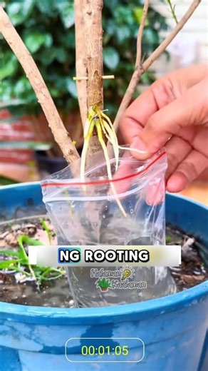 Gawin ito para bumilis ang pagdami ng ugat ng iyong mga Halaman at Bulaklak 🌿 | Halaman Kaalaman