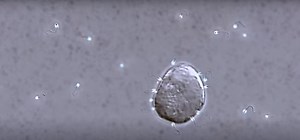 Sperm Will Swim in Different Directions to Locate the Egg | Cell And Molecular Biology