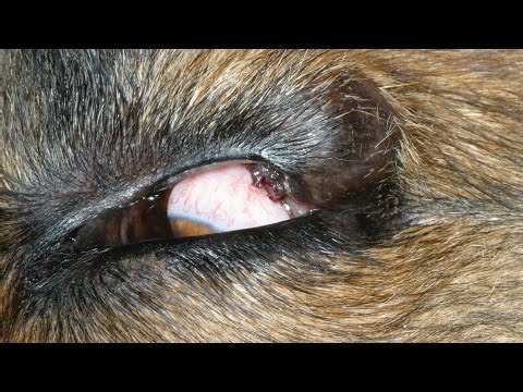 Removing A Giant Botfly Maggot Inside Dog's Eye (Part 10)