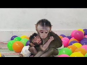 Newborn Baby Monkey Chika & Baby Chiro playing together (CHIRO L #052)