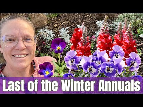 ❄🌷 Planting Winter Annuals After the First Freeze 🌼❄️ | Pansies & Dusty Miller for Winter Color