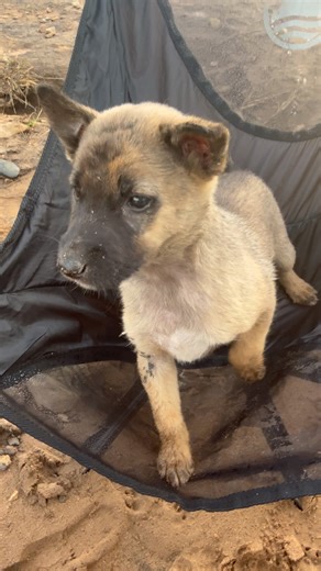 Cute Puppy Sitting on a Chair 🐶❤️ #animalscinematic #puppy #shorts #pets