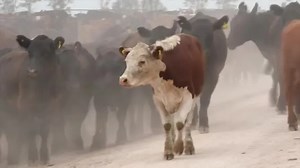 Climate-friendly cows are being bred to belch less methane