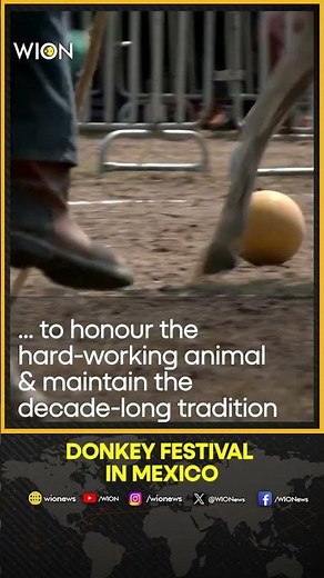 Mexican town marks May Day with donkey festival | WION Shorts