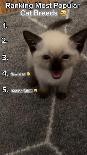Ranking Most Popular Cat Breeds!
