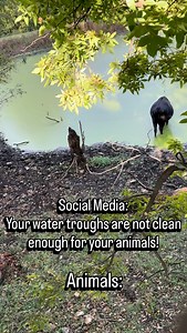 Animals drink out of ponds for crying out loud! #WalkerFarmFam #FarmingInTheWild #Animals #Pond #PondWater #FarmLife #Farming #Cattle #Cow | Walker Farm Fam