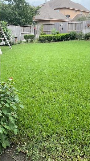 How St Augustine grass spreads? #lawncare #fyp #grass #homeownership