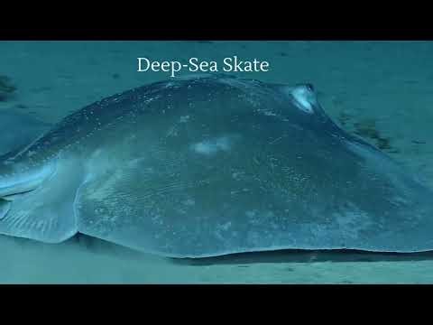 Giant Ray Glides Across the Ocean Floor | Deep-Sea Skate Wildlife Encounter | 4K Underwater Footage