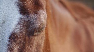 Horse Windows Animated Wallpaper