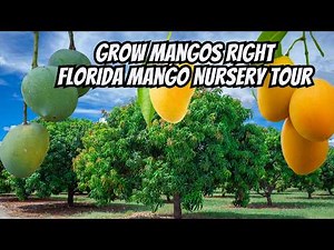 Mango Farming Secrets: Spacing, Pruning & Disease Control (mango walking tour part 3)