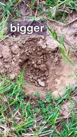 Bro's Still Digging for That Tree 💀 #shorts #challenge #funny