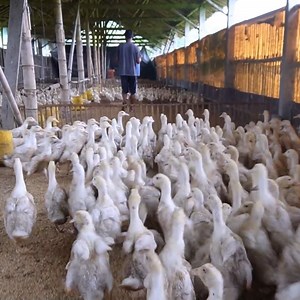 Kunci Pakan Bebek Pedaging | Agrotek