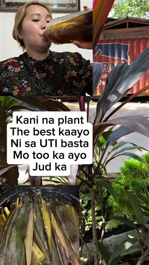 Plant na Para sa UTI: Herbal Remedies at Home