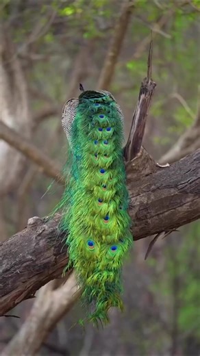 cute birds sound 🐦 Peacock dancing #shorts #peacock