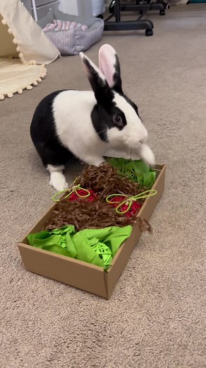 Luna's Joyful Reaction to New Dig Box for Bunnies