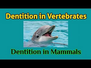 Dentition in Vertebrates | Dentition in Mammals | Different Types of Dentition | AM Biologie Notes