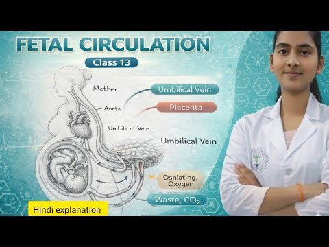 Fetal Circulation Explained | Shunts & Blood Flow | Class 13 | Nursing & Biology | Hindi