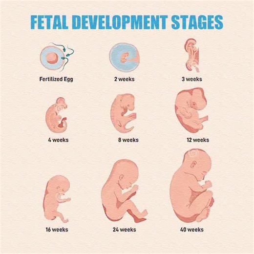 Fetal Stages #PregnancyEducation #mom #momtobe #MumworldIn | Mum_world_