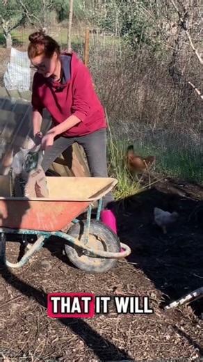 How to save a muddy chicken run in winter. #backyardchicken #backyardchickens #homesteadinglife