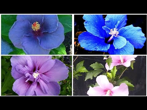 How to grow & care blue hibiscus/Hibiscus plant care tips/Blue hibiscus variety