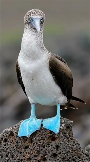 Blue-footed booby 🩵💙#blue #youtubeshort #nature #trending #forest #birdspecies #birds #naturelovers