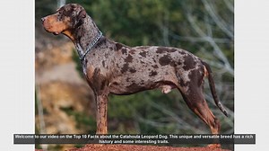 Top 10 Fascinating Facts About the Catahoula Leopard Dog