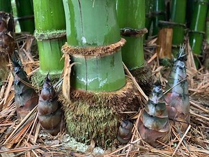 Dendrocalamus Giganteus: Un Bambou Géant Non Traçant ! - Bambou en France