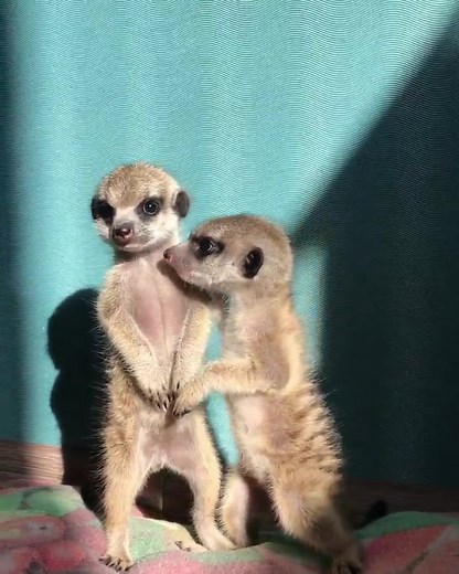 Playful Meerkats Exploring Their Indoor Habitat