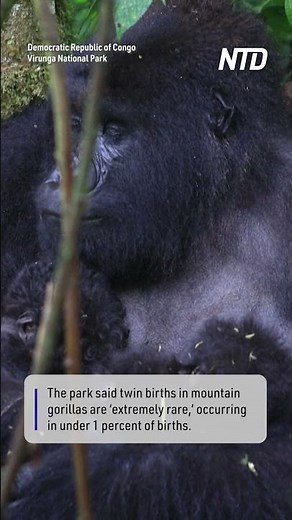 Second Set of Rare Gorilla Twins Born This Year in Congo's Virunga Park