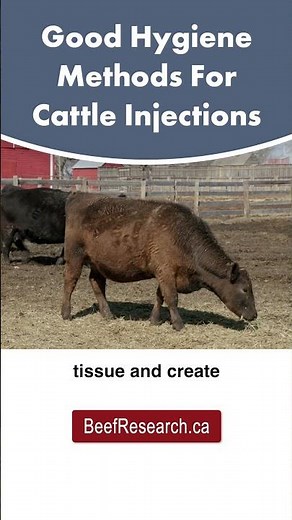 Good hygiene methods for beef cattle injections #beefcattle