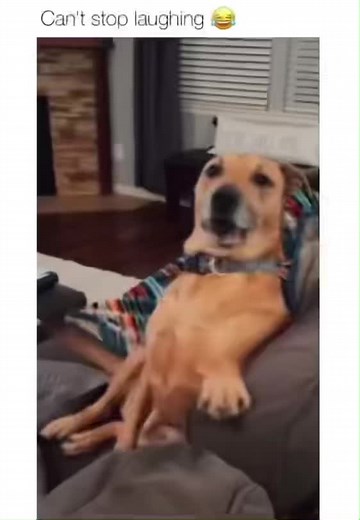 “I am dead” 🤣 #dog #funny #funnydog #fyp #happy #alive