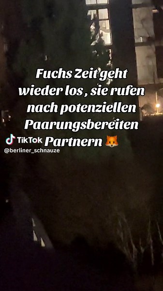 Die geheimnisvollen Geräusche der Füchse nachts