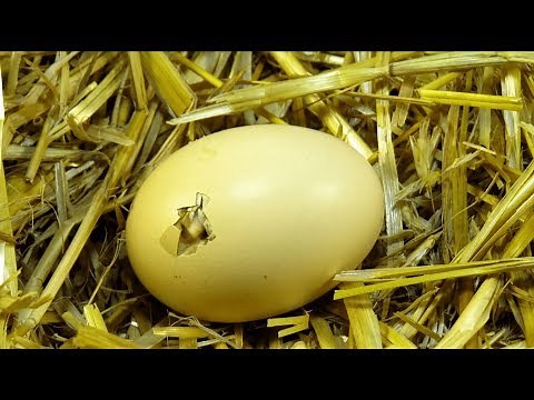 Baby Chick Hatching. Time Lapse