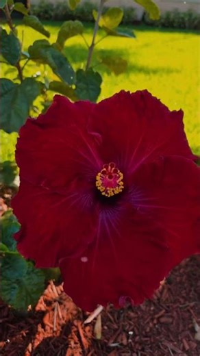 Need Prayer? Where flowers bloom, so does hope!! #flowers #godsarmor #challenge