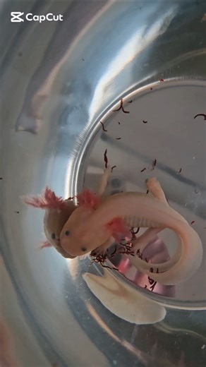 Rescuing one axolotl | One day at a time