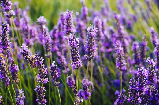 Russian Sage vs. Lavender: How Are They Different?