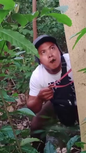 Mr. Berting Mixtv: Entertaining Birds Singing