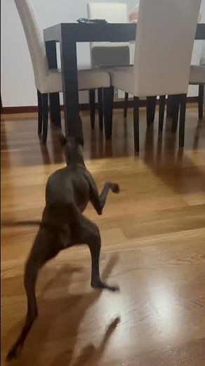 Energetic Italian Greyhound plays with mechanical toy in Maliaño, Spain