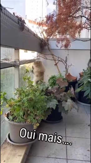 Deux chatons persans en pleine réflexion stratégique… 😼😼 Avae et Amy ont une mission très claire : voir jusqu’où va le monde derrière la terrasse. Tout a été soigneusement sécurisé, mais leur curiosité féline reste intacte. Observer, tester, recommencer… c’est tout l’art des chats persans intelligents et joueurs. Un immense merci à Mikala pour cette vidéo et pour l’attention portée à leur bien-être 🤍 Ces deux petites chipies respirent la joie de vivre, l’équilibre et la confiance. 👉 Team ave