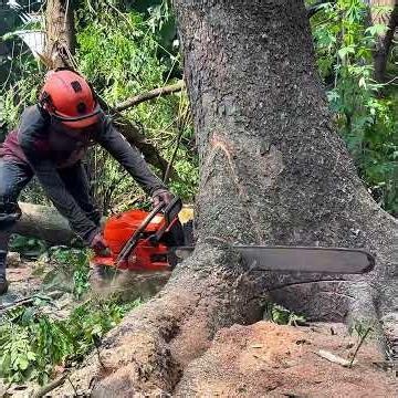 Tree Felling Skills! Husqvarna 3120xp.