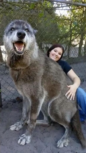 Is A New HYBRID Wolf Emerging In North America?