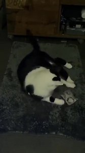 Madame Siam-Mix(12Jahre) Schwört auf...tägliche ne Nase Baldrian belebt Geist und Körper Bei Toni Pignaz | Katzenfan Seite