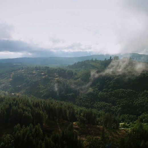Welcome to the UK's largest forest... | BBC Scotland