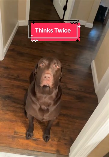 Understanding Chocolate Labs Behavior and Personality