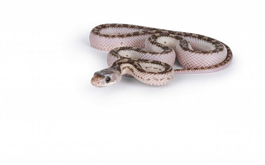 What Do Baby Snakes Eat? Discover 40 Common Foods