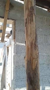 41K views · 192 reactions | La mejor madera que usa el maestro albañil para cimbra importado de Hidalgo ⚒️ | Construcciones y Remodelaciones | Facebook